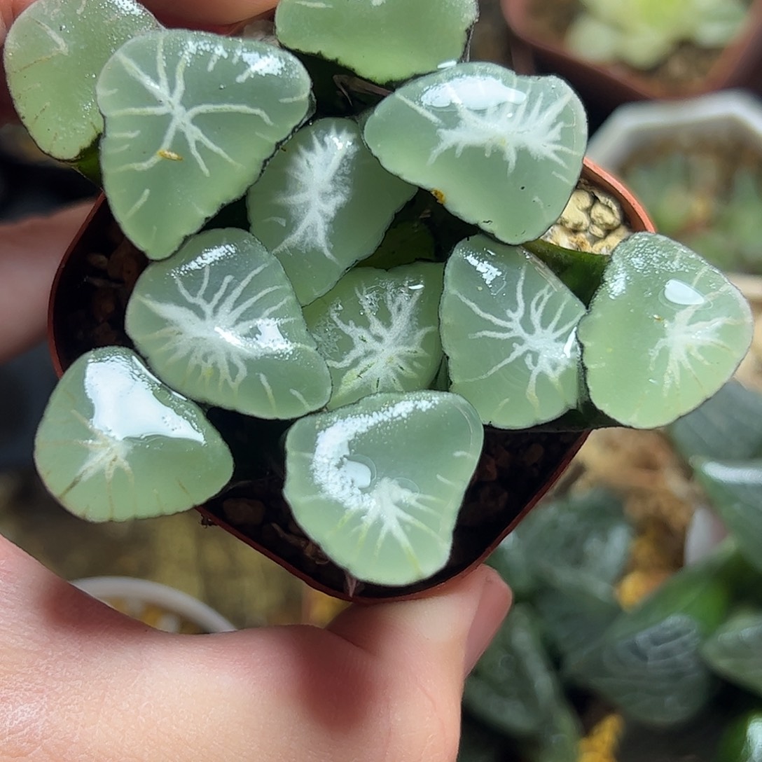 星十二卷十二卷十二卷