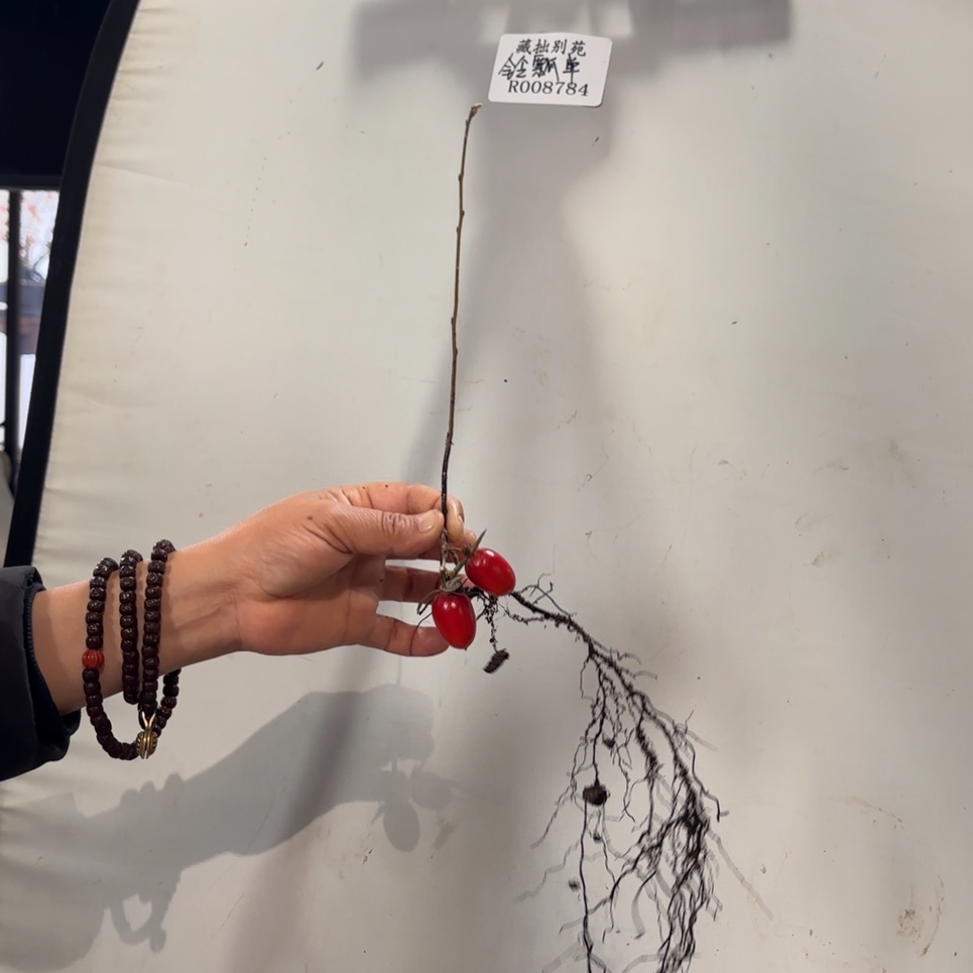 代***哥红好月哈哈哈哈哈哈