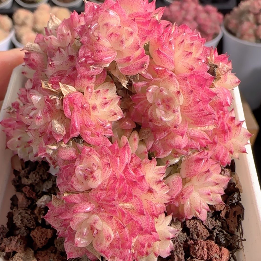 多肉1228-173优选麦秆群