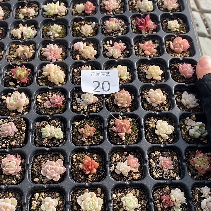 20 多肉植物盆栽花卉