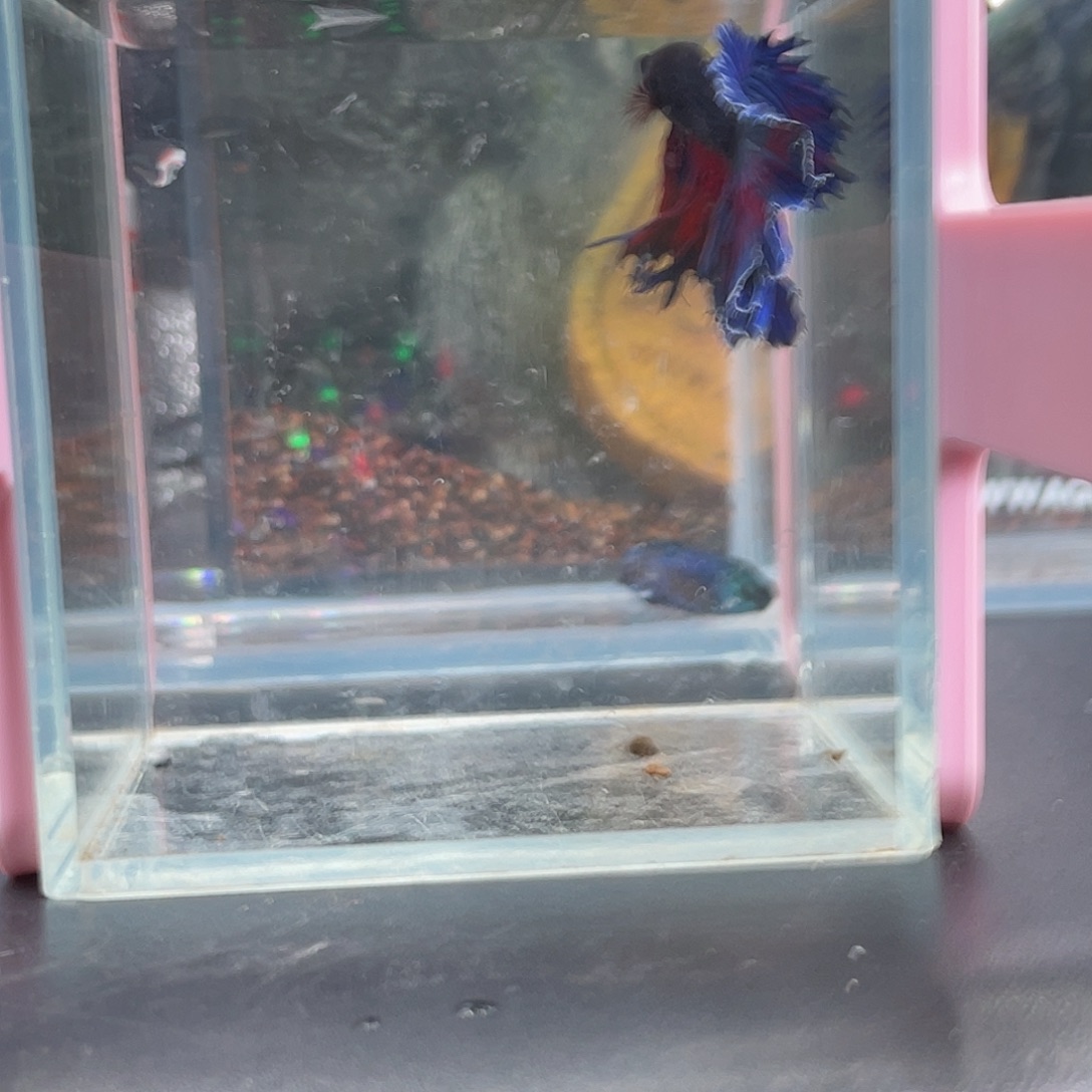 斗鱼15号13晚绣球