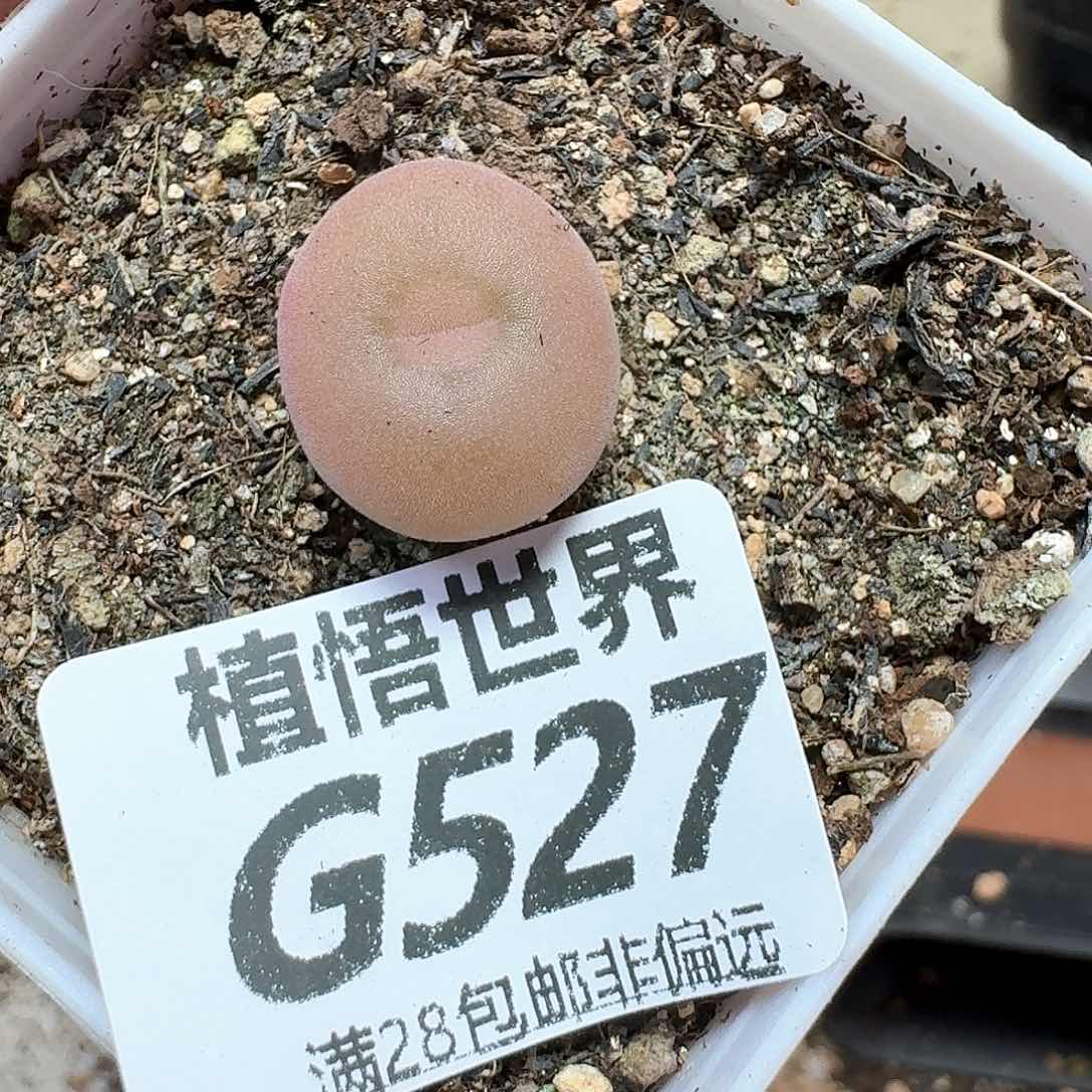 多肉植物的润泽额v