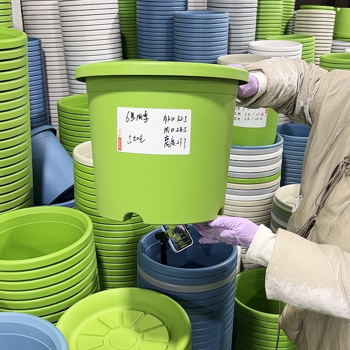 特价6号四季口32.5高27.7果绿7只无托