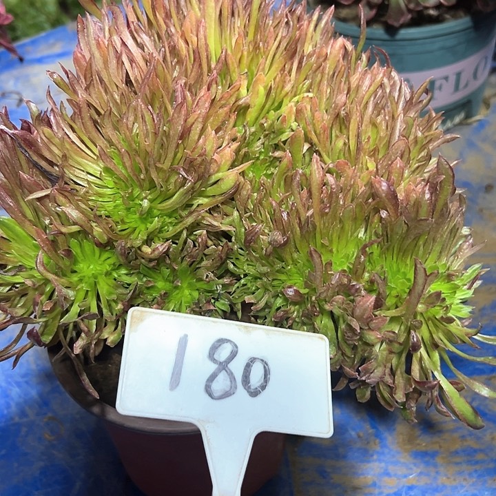 多肉植物花珊瑚缀花