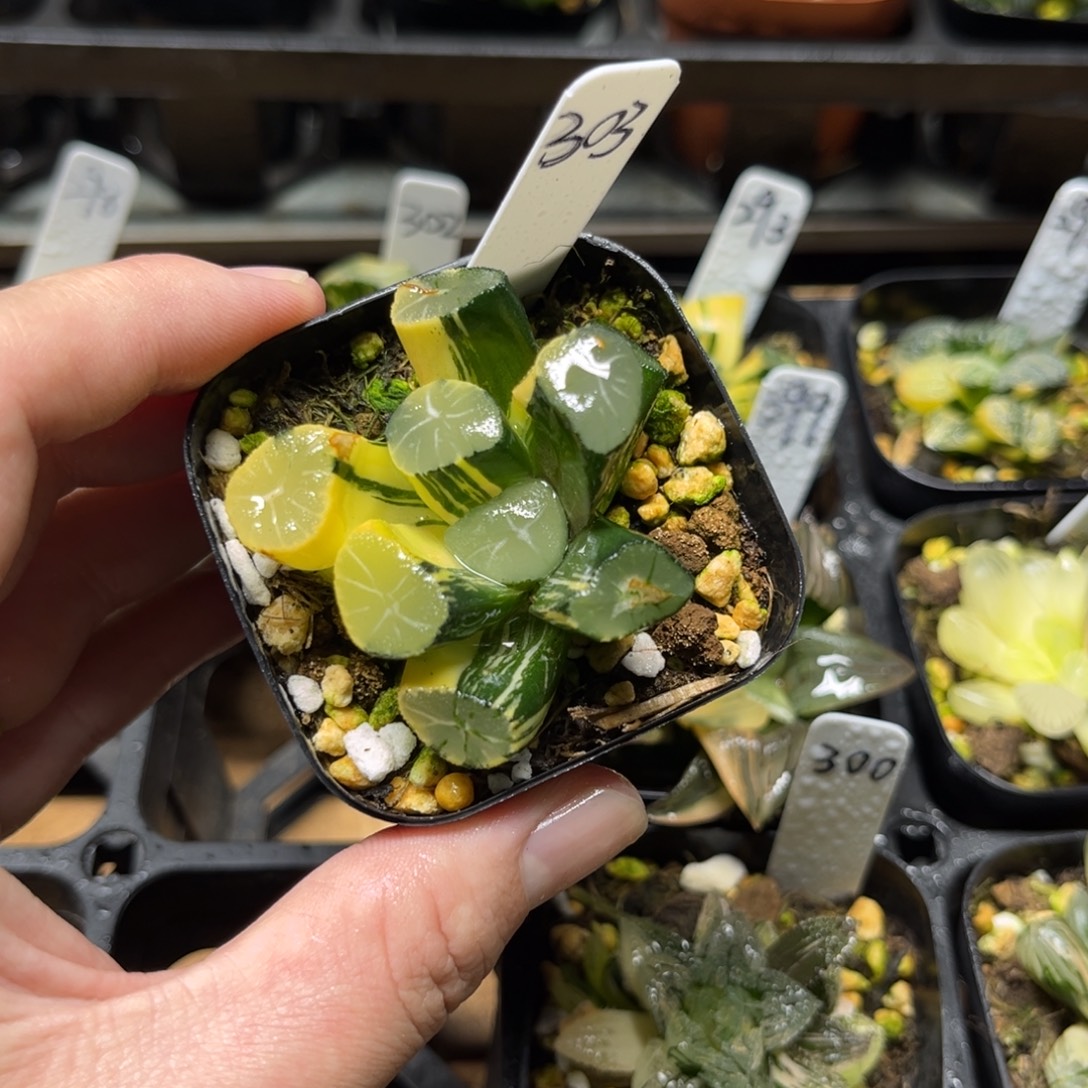 303玉龙万象锦一物一拍