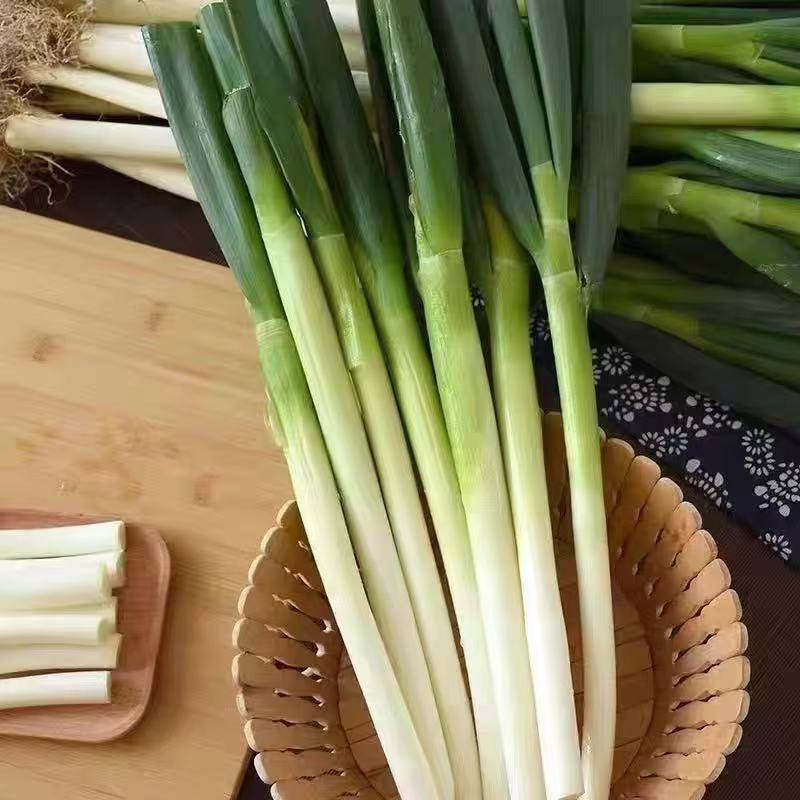 【精品小葱新鲜大葱山东大葱】山东正宗新鲜甜脆多汁产地直发大葱