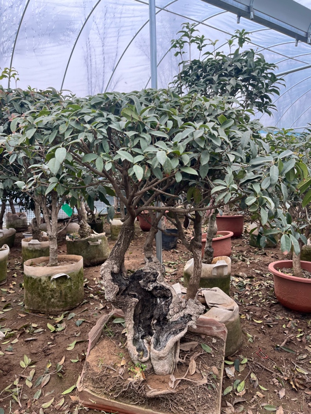 八月丹桂【dangui】老盆口