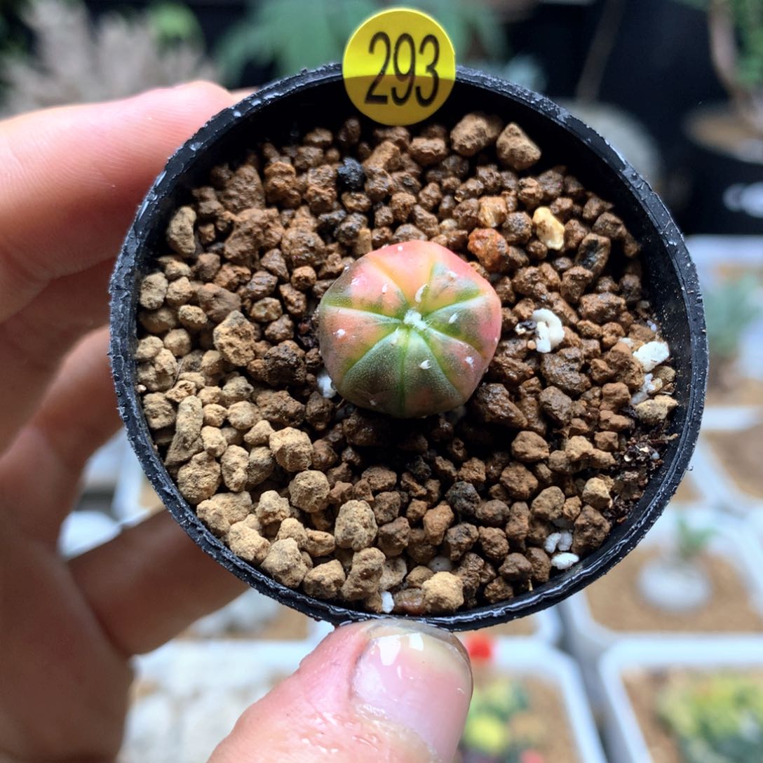 实生兜锦散斑锦多肉