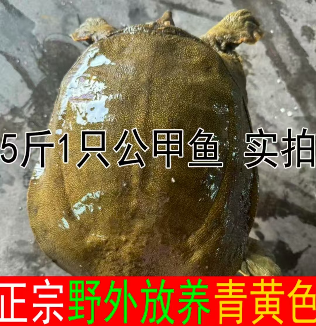 5斤1只青黄背公甲鱼黄油鲜活甲鱼外塘散养生态鳖水鱼团鱼王八顺丰