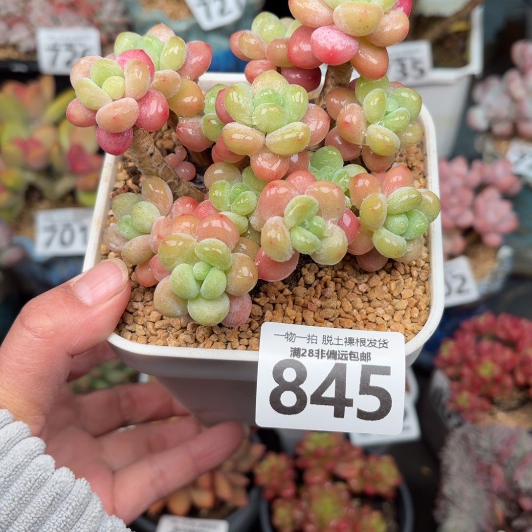 鱼子酱老桩无盆土发货