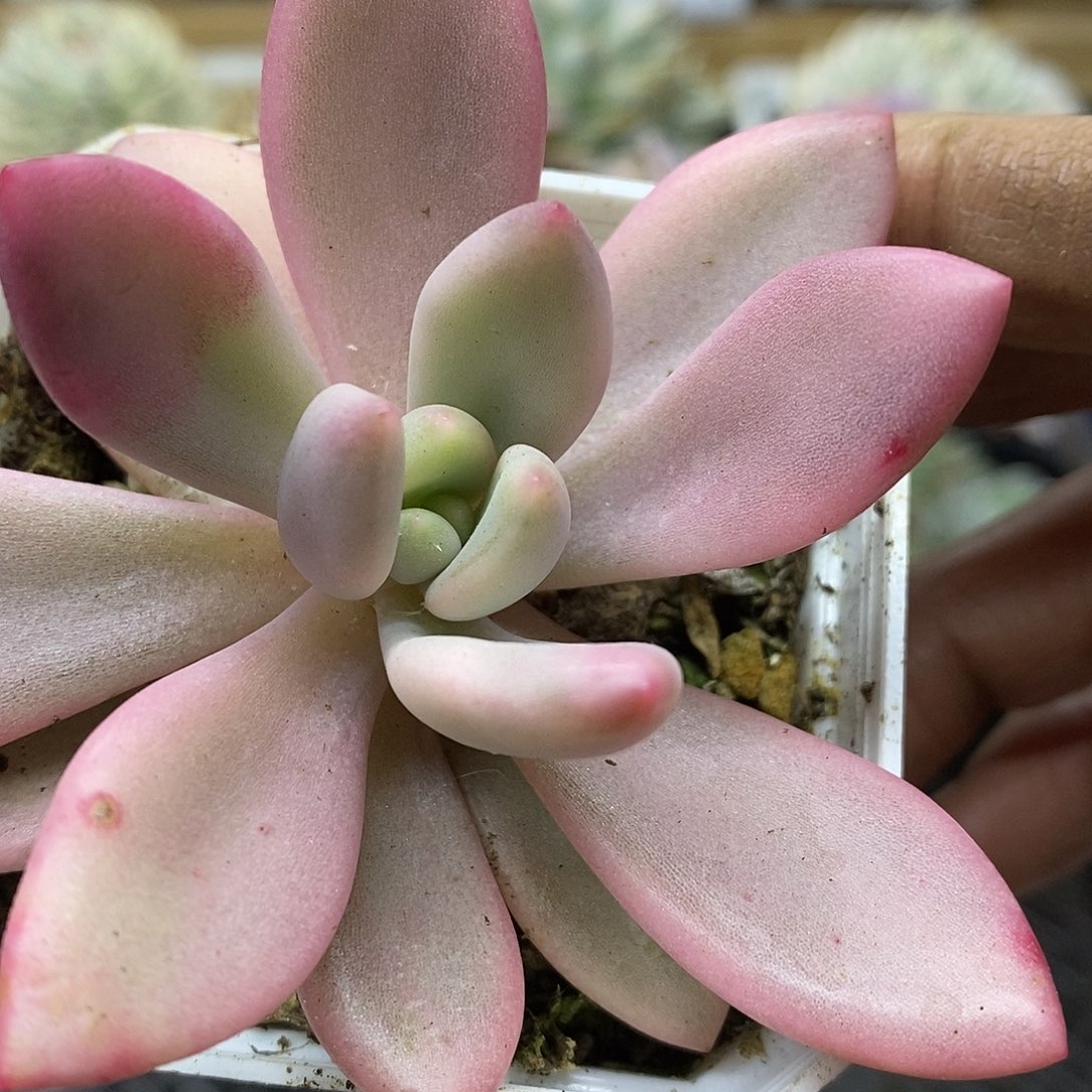 02100 桃花源覆轮锦