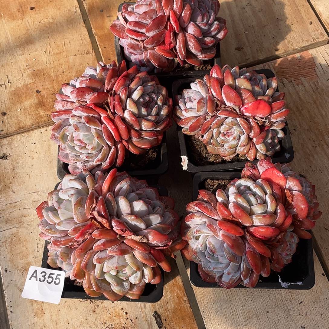 355多肉植物多肉植物