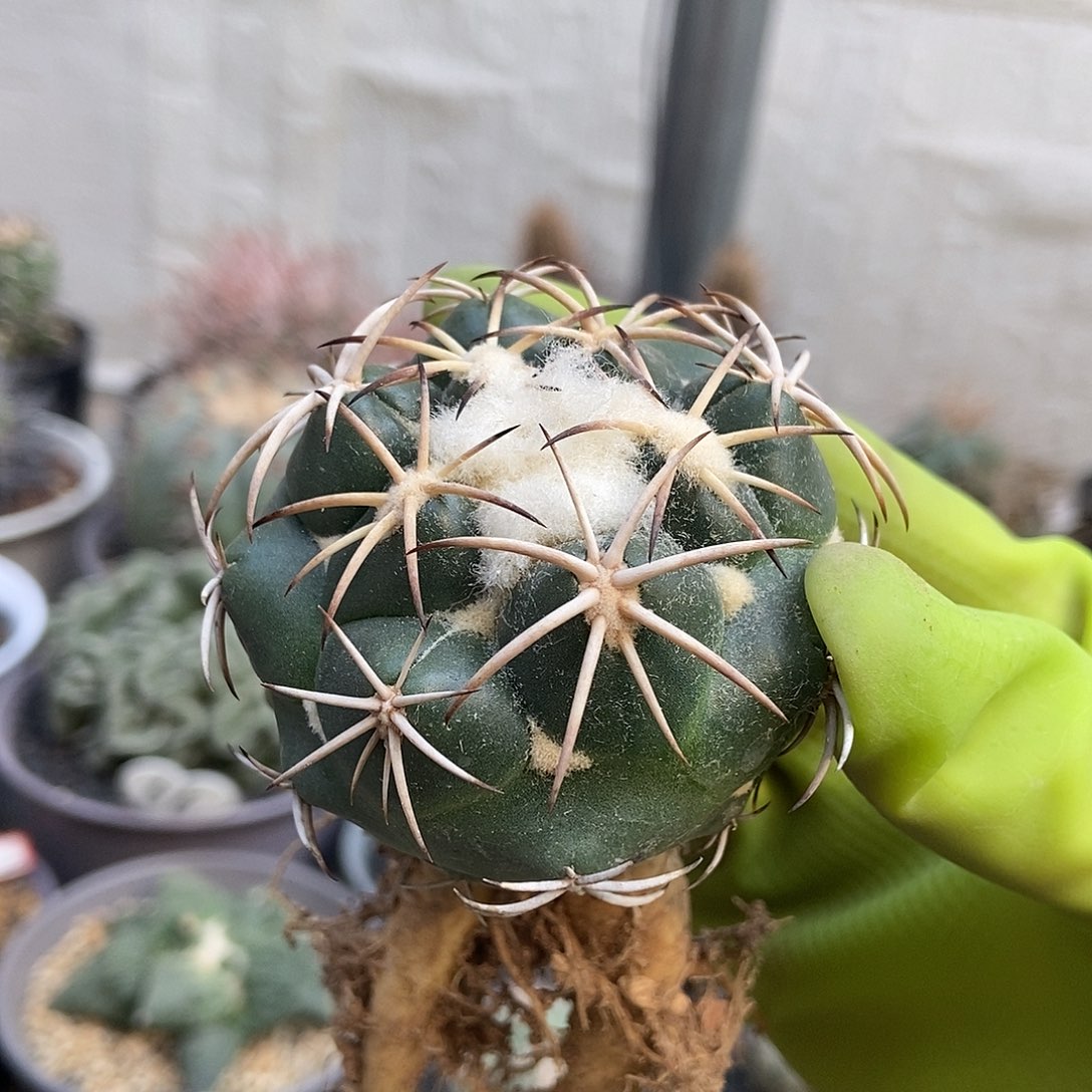 雪顶天司象牙仙人球