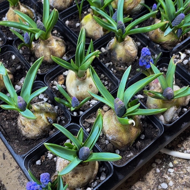 风信子到盆土发货