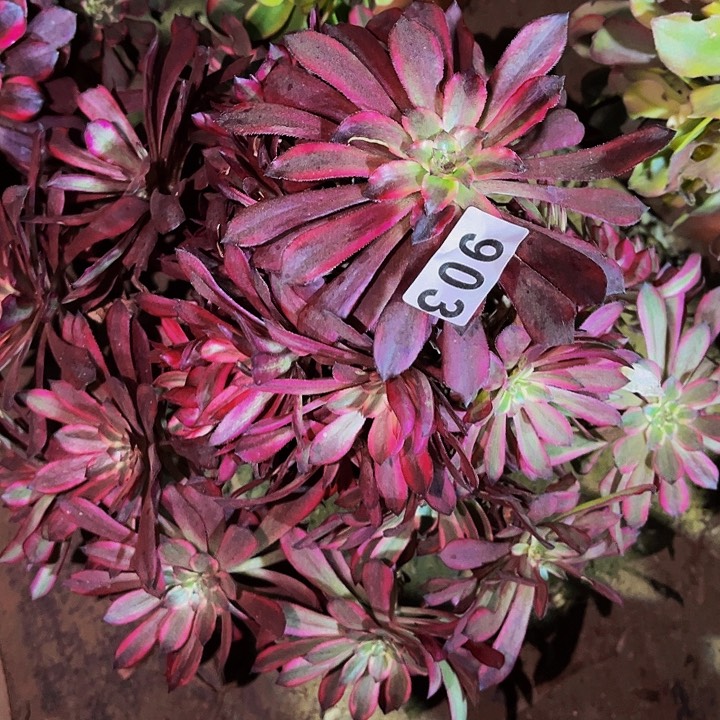 903雪姬多肉植物处理不售后