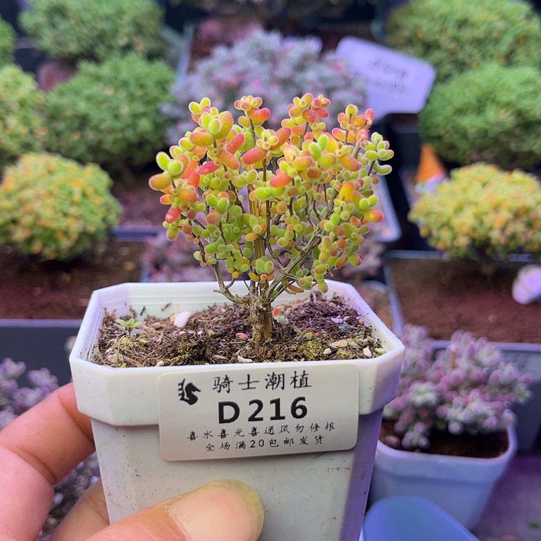 216橘子糖枝干番杏