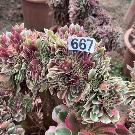 李***尔多肉植物一个女巫667