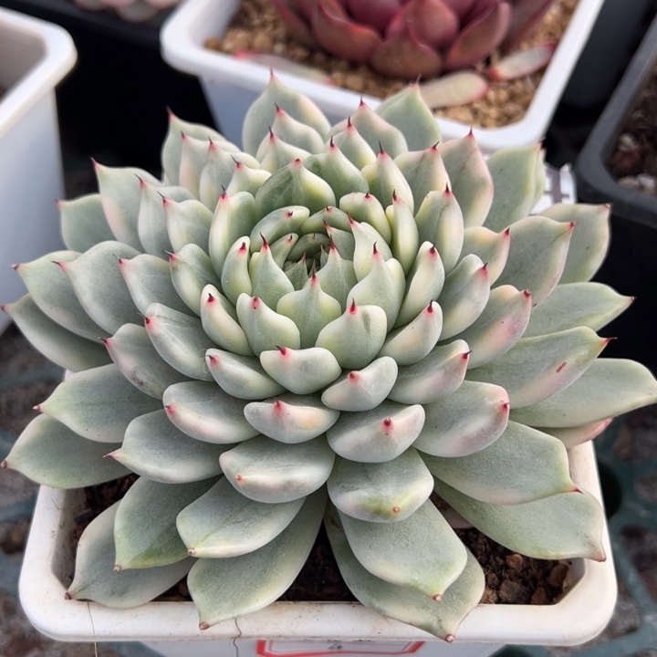 玉腰奴锦一物一拍冠服13