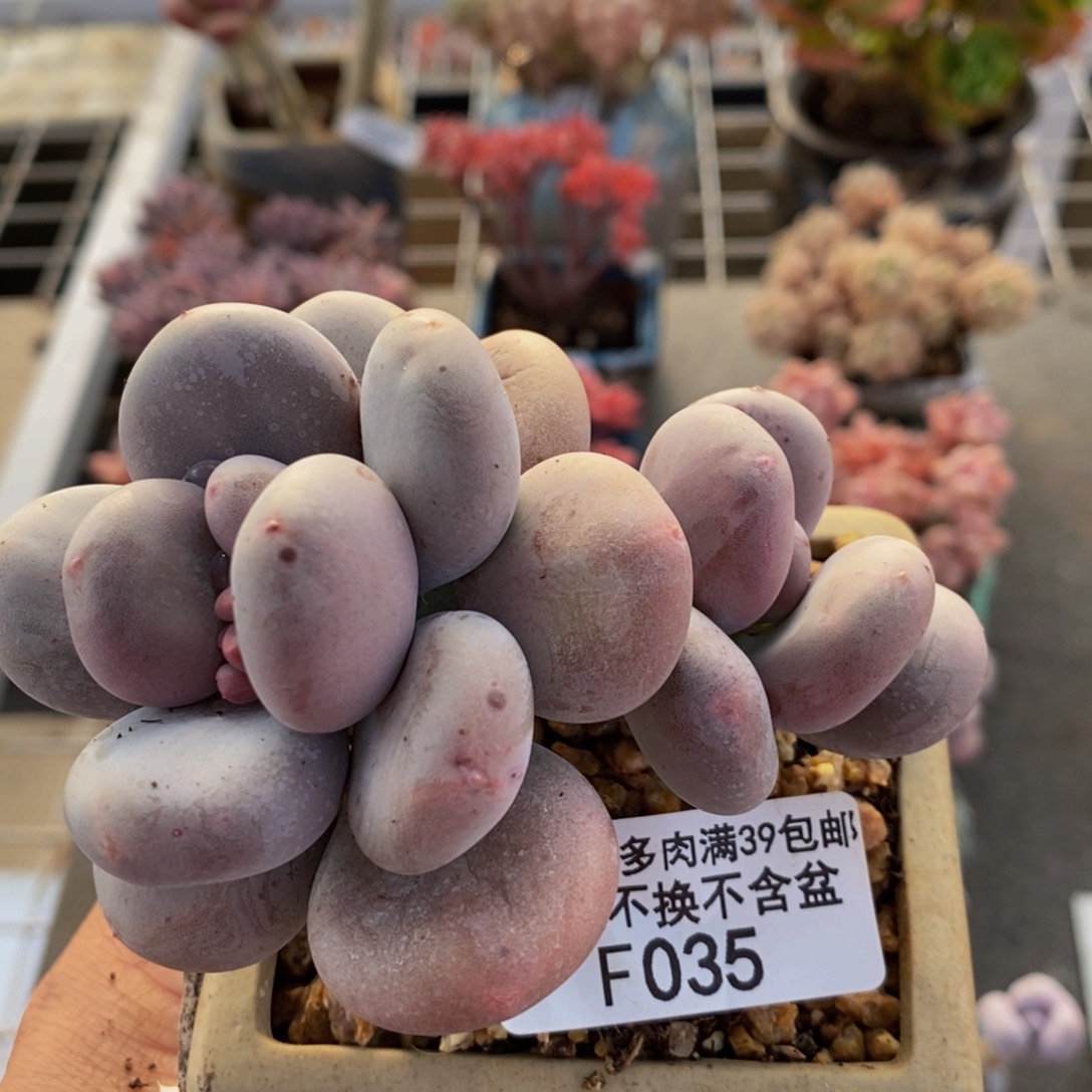 欧***姐大叶奶酪035/8c m