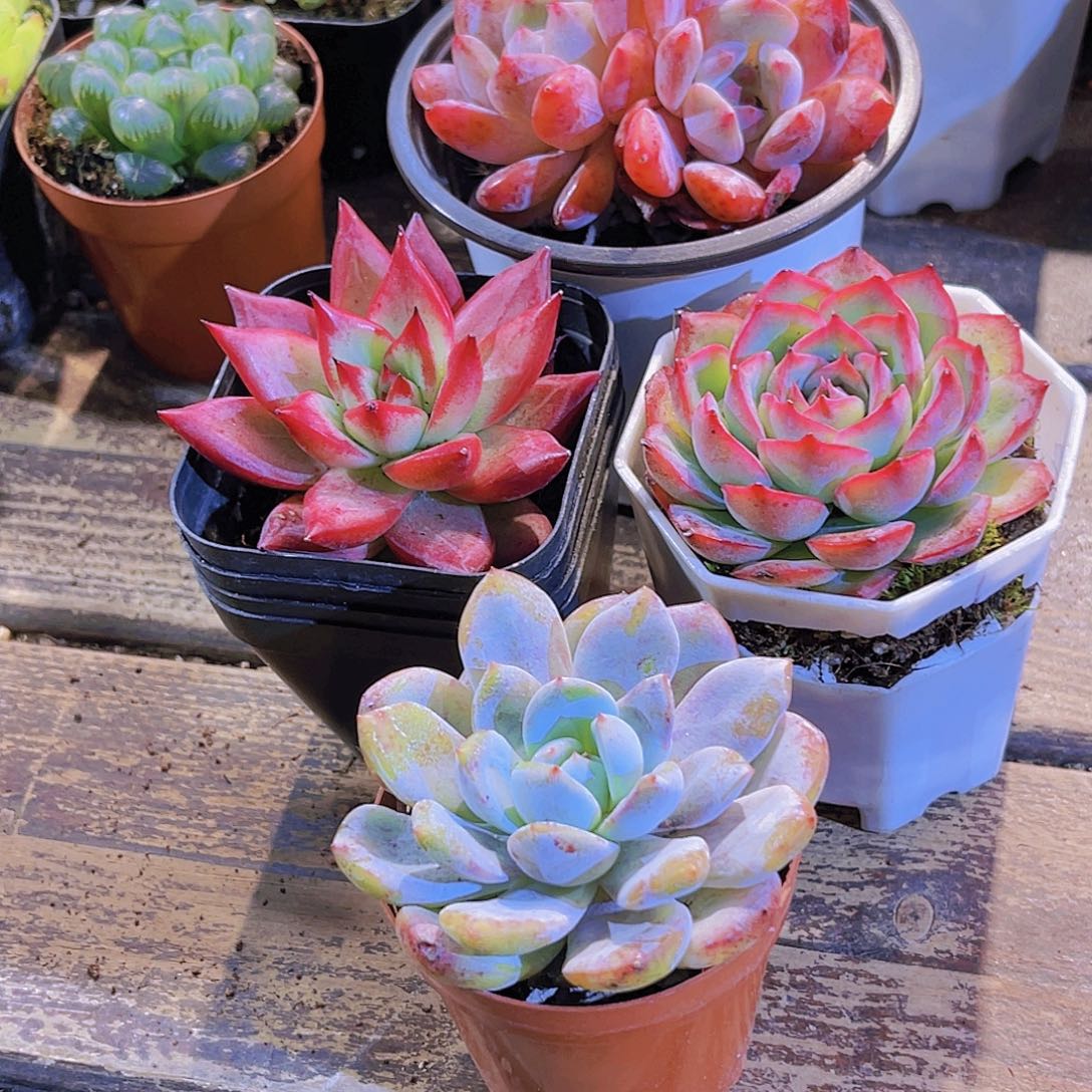 梦影。侧影。罗卡。橙梦露