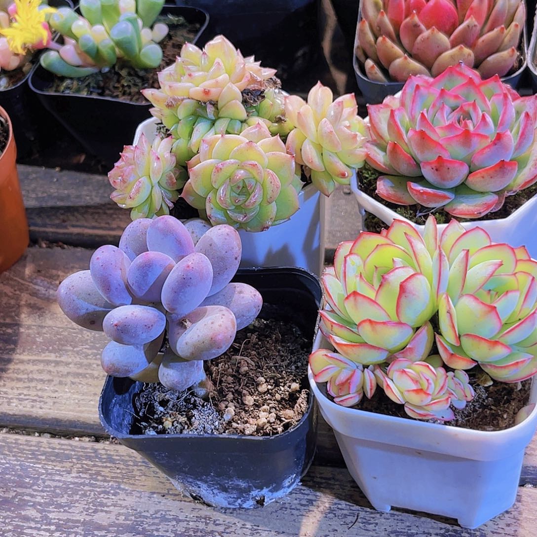 麦秆。侧影。牡丹亭。桃美人