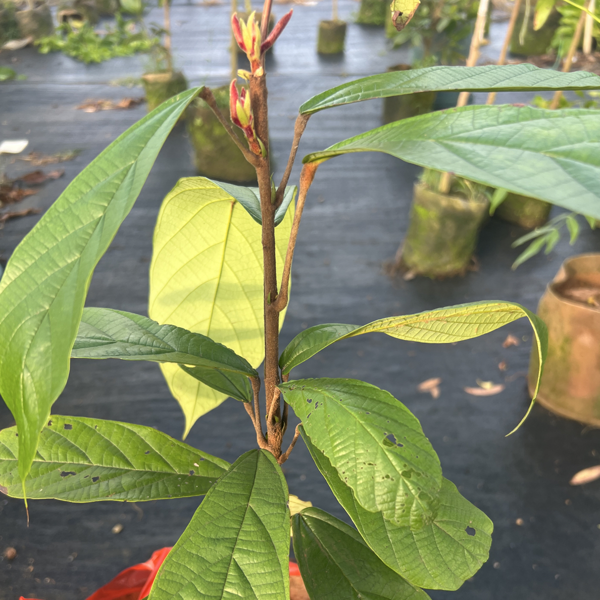[古布阿苏]上帝之果热带珍稀水果 巧克力菠萝混合香气