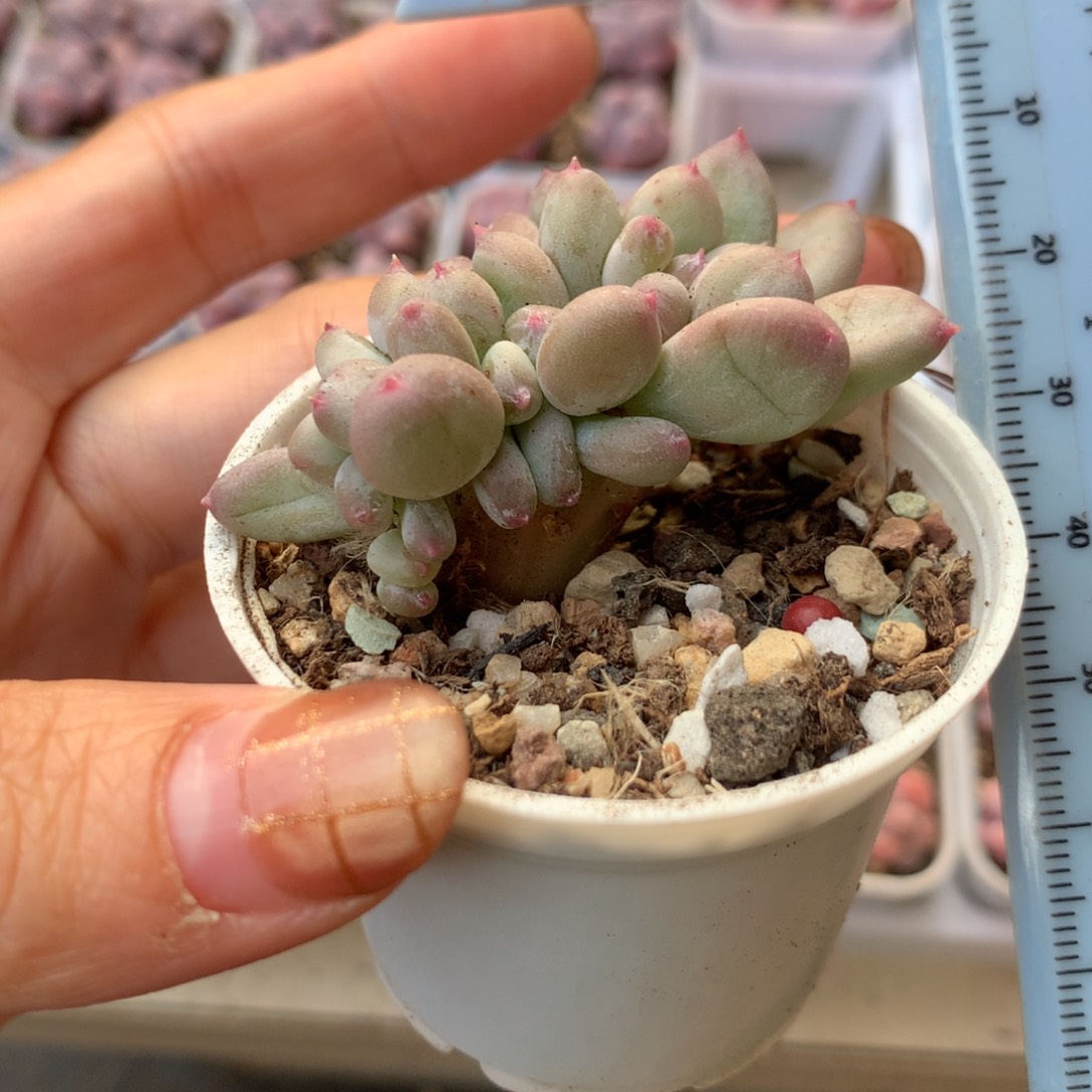 苹果奶米可奶 不凑满28元发一片叶 不售后 到付