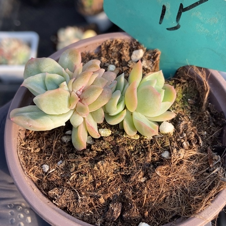 15泡泡纱多肉植物