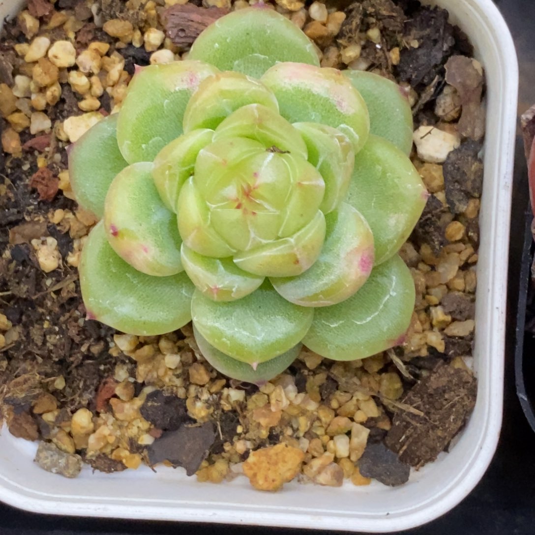 精品多肉一物一拍不包整120