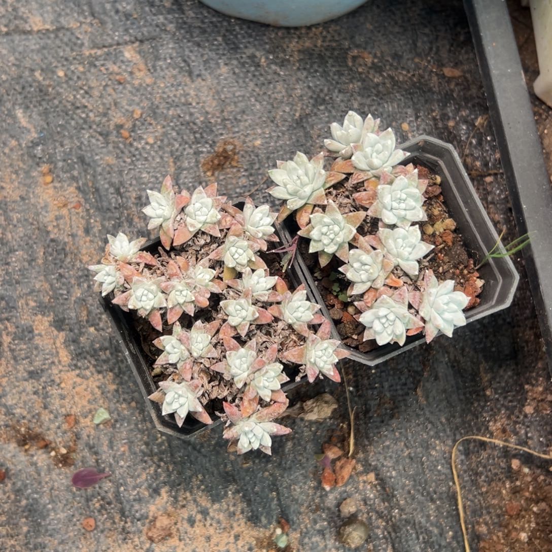 大脸白菊～一物一拍1470