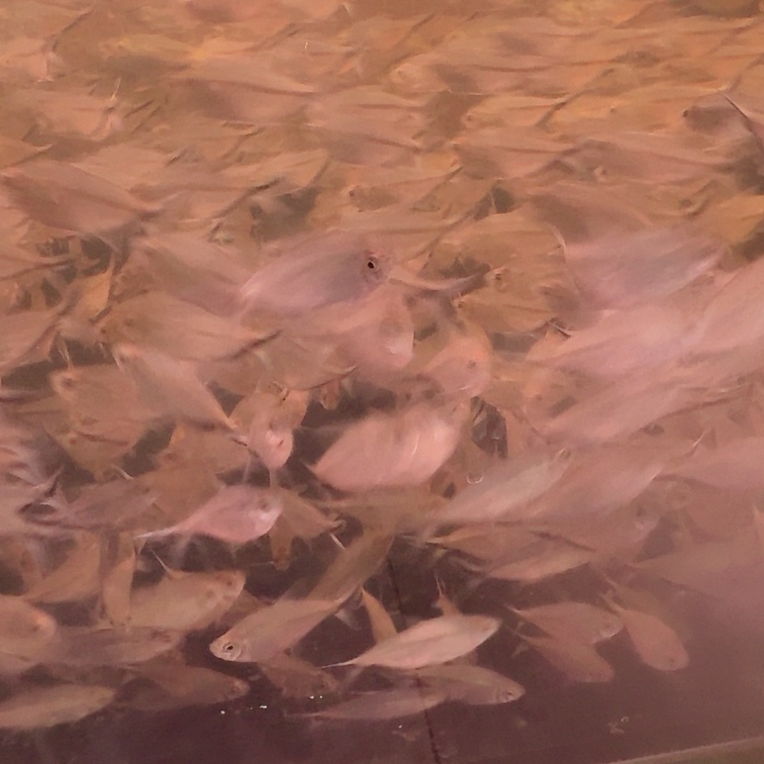 灯科鱼10个大虎皮20个小虎皮10个甜心