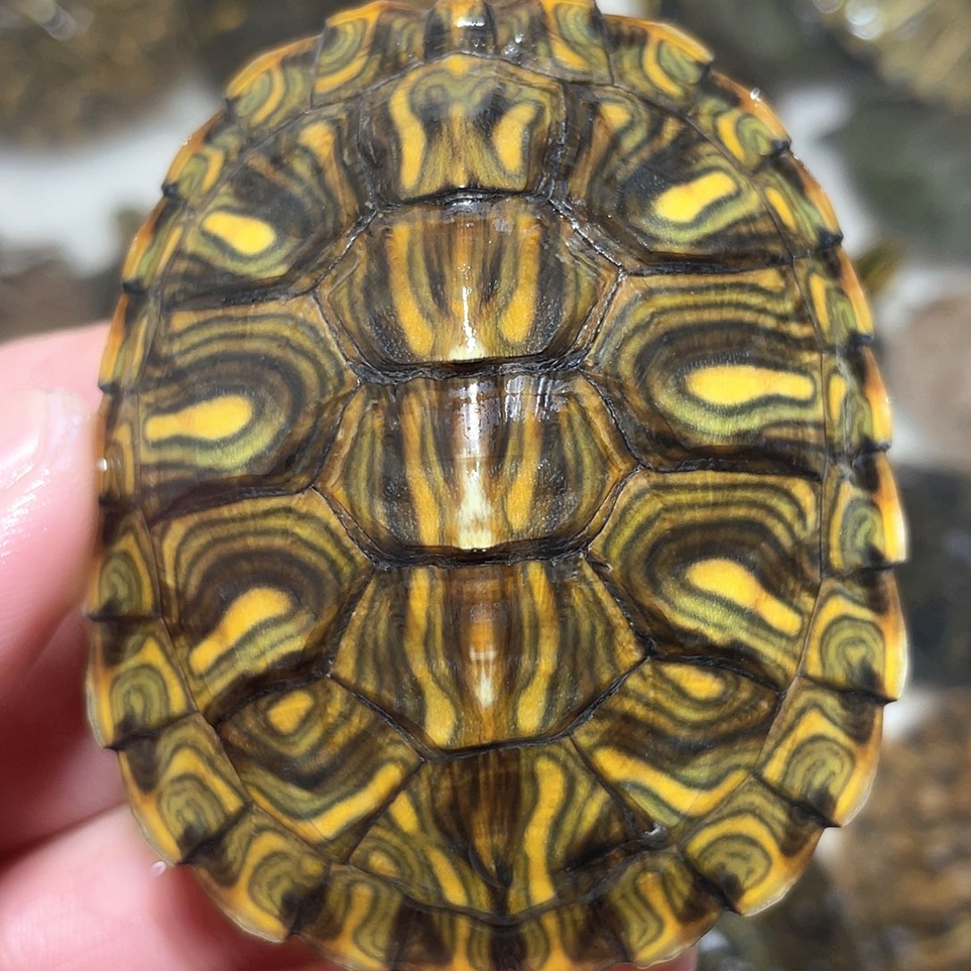 宠物龟不分公母格兰