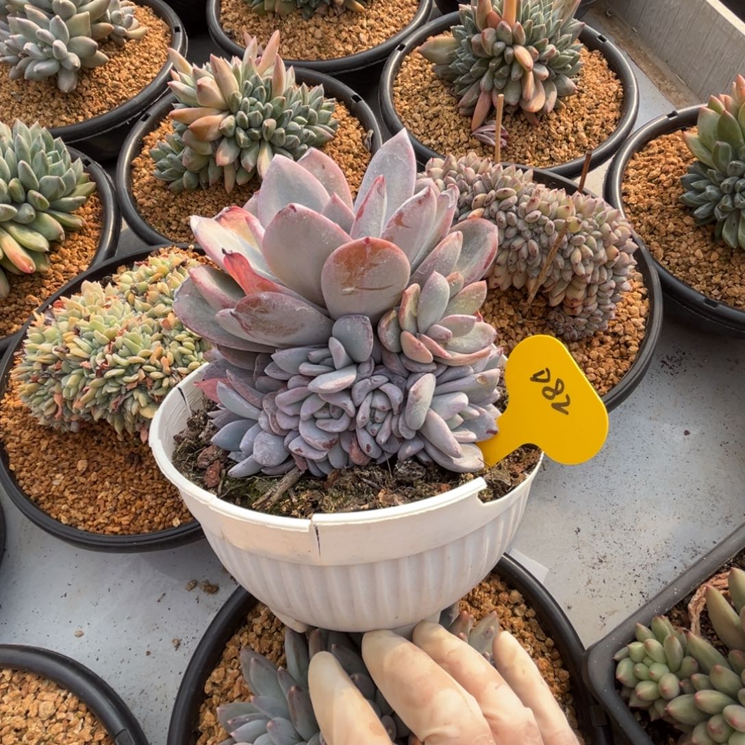 d82奶茶群生无砍的