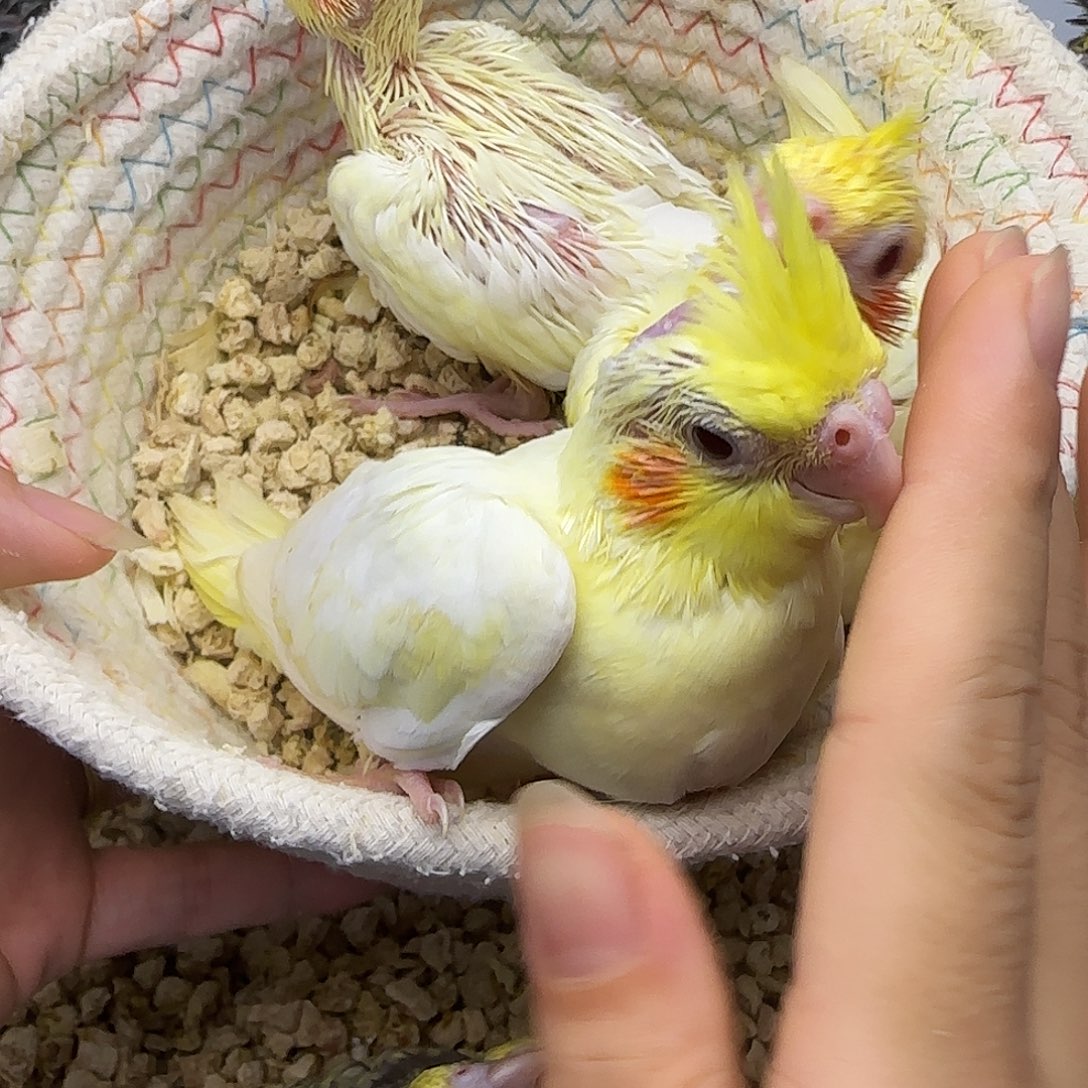 玄凤鹦鹉/鸡尾鹦鹉