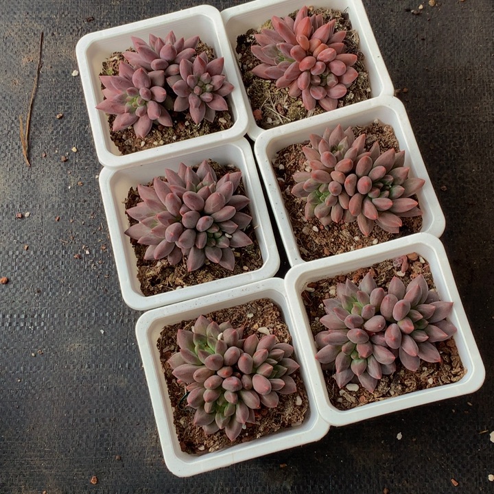 虞美人 群  （满9.99包邮不满9.99发叶子）