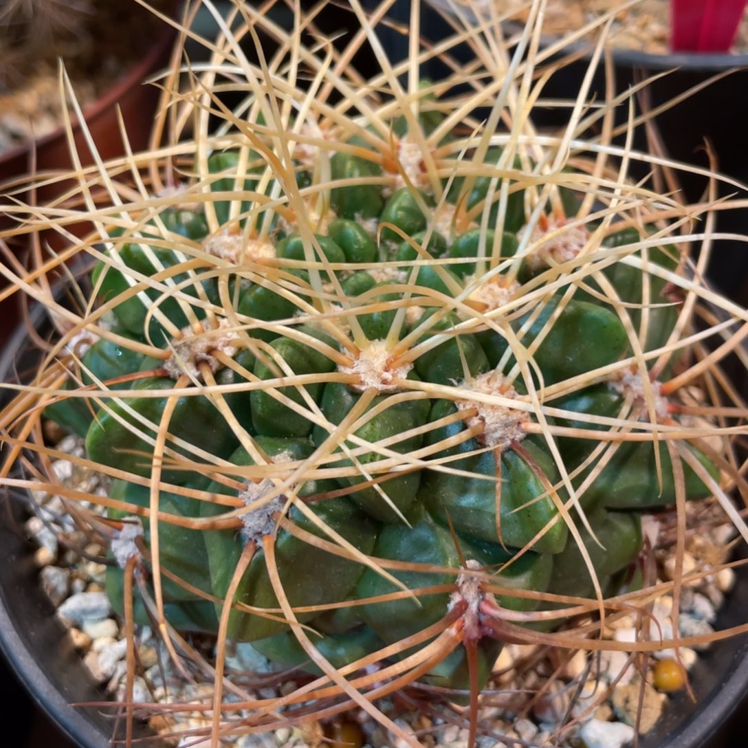 仙人球裸鄂球属莺鸣玉