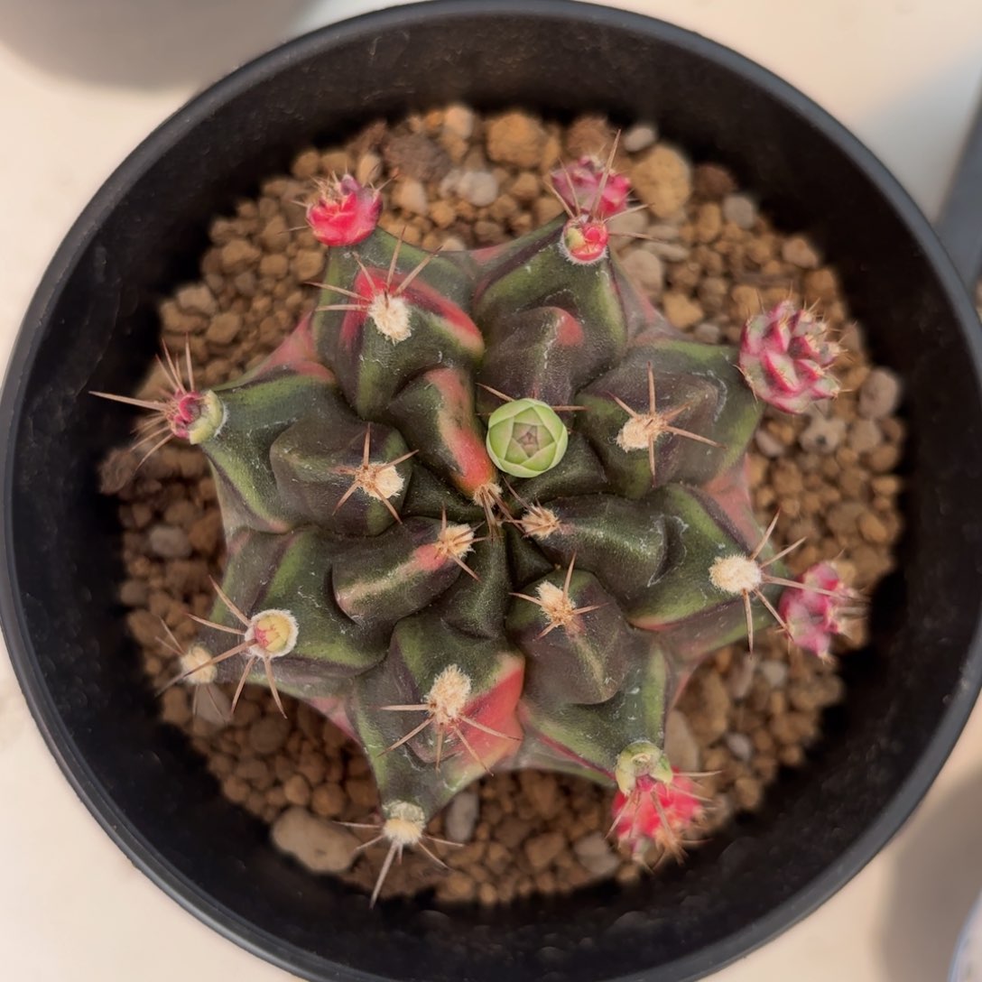 泰系米哈仙人球母本12号