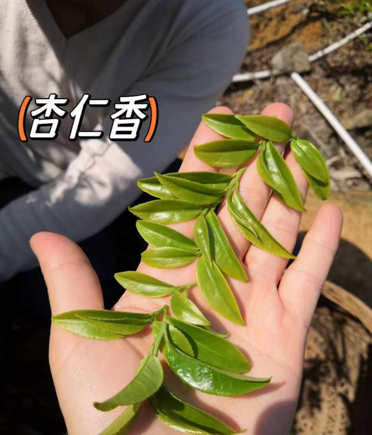 【头春根竹湖杏仁香】 天然独特杏仁香气 喉底回甘 力头好