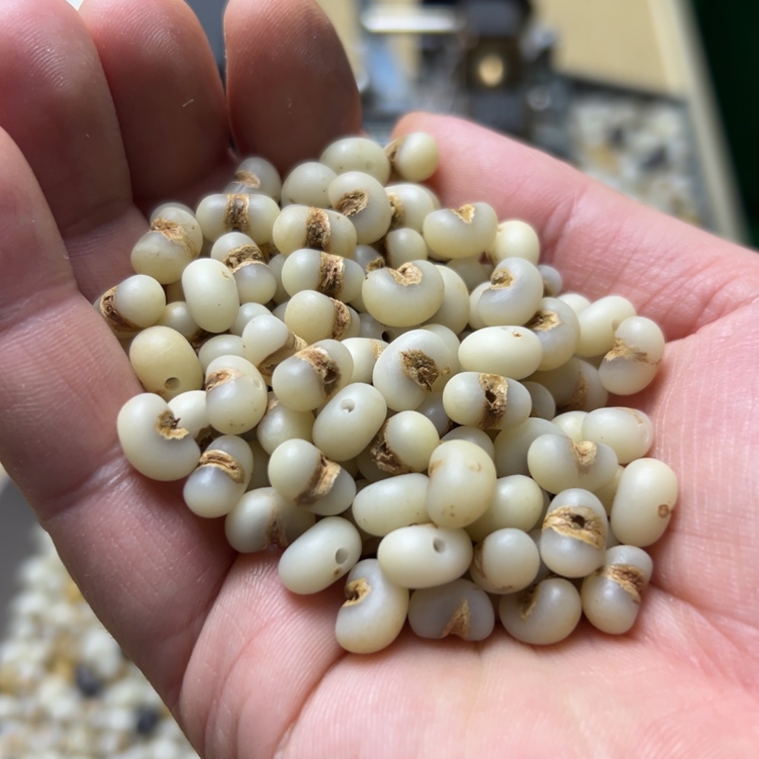 木质散籽130颗每晚只做十单