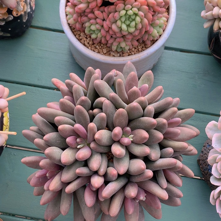 糖果美人自然老庄群无砍