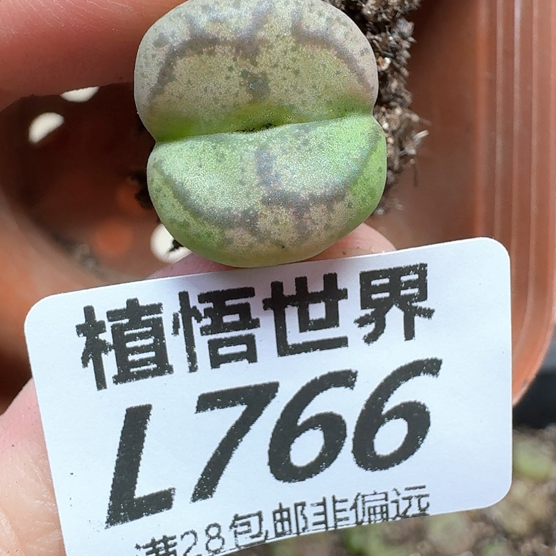 多肉植物的润泽和rg