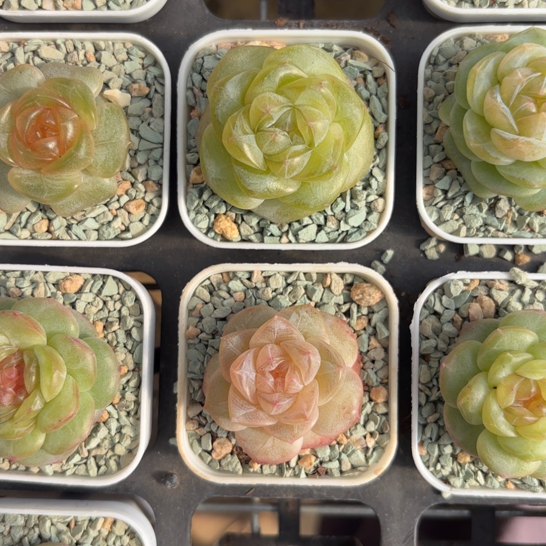 琥珀糖心带盆土发货