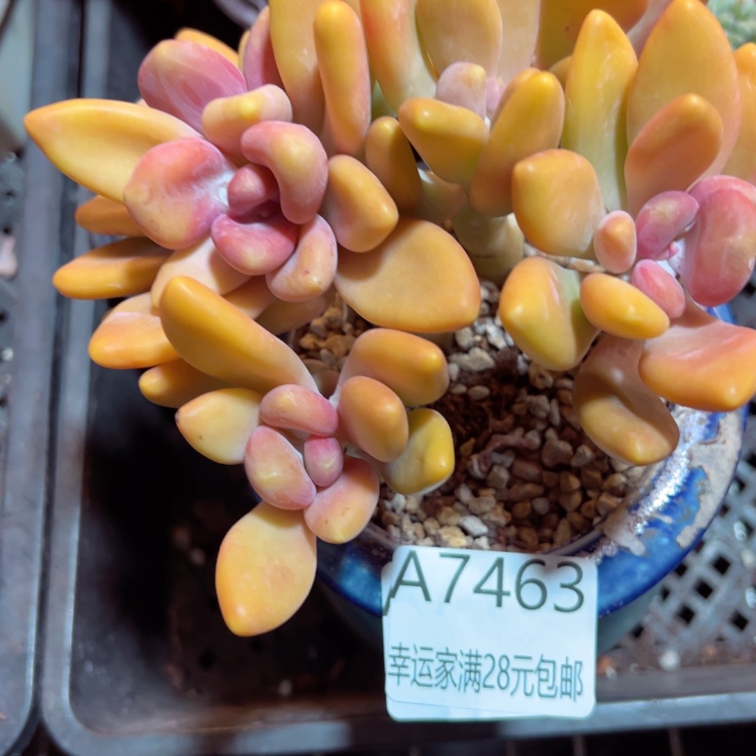 幸运的是我的朋友