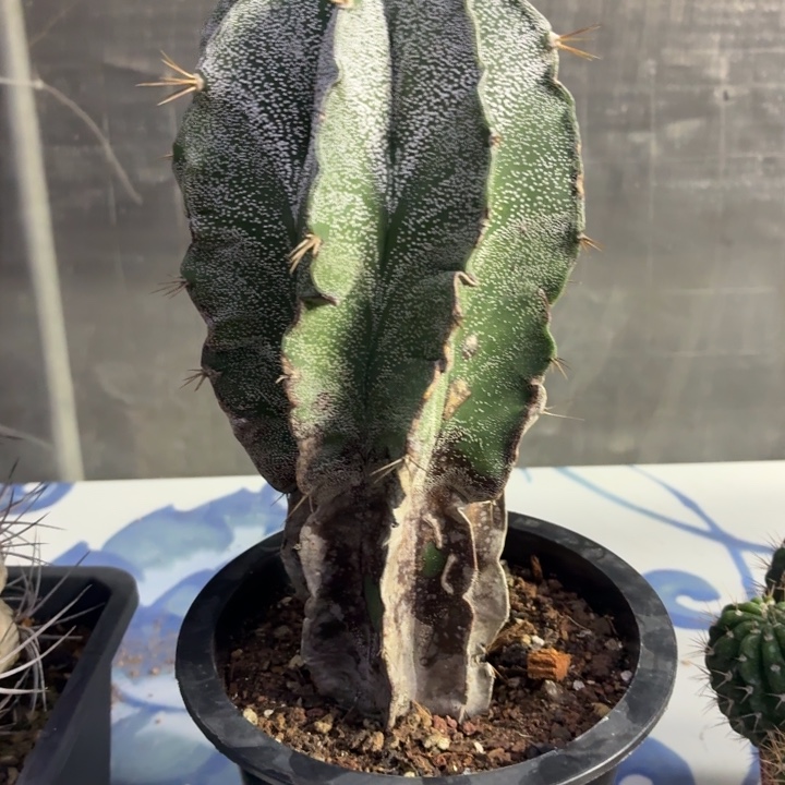 澈***拍 111111111111111111