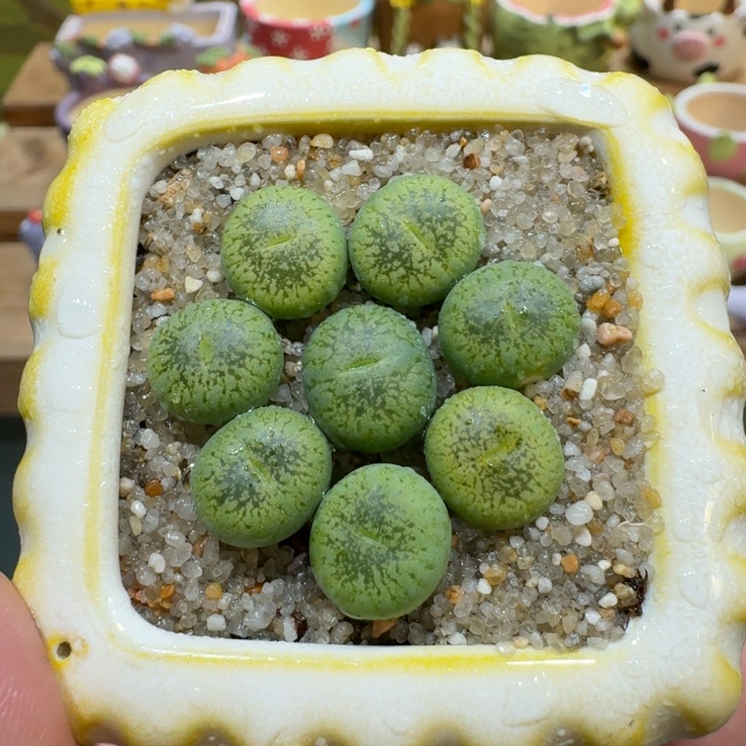 蘑菇1133绿光阳多肉植物