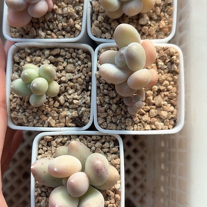 周*见xknvzhinchuxbbv127