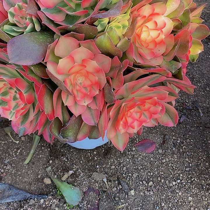 丫****单多肉香妃104多肉