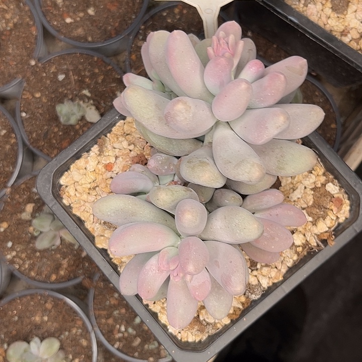 多肉植物米可奶662