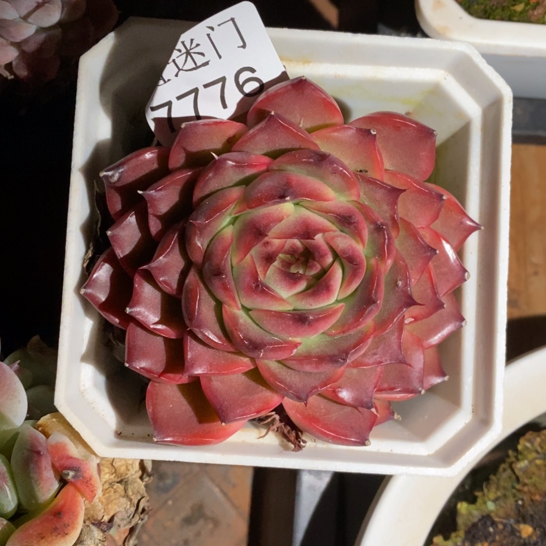 念***念杂交精品多肉7776~7厘米