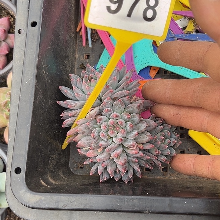 潇***回多肉植物人鱼sp978